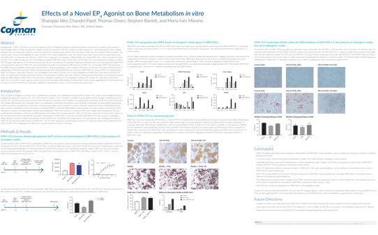 Effects of a Novel EP<sub>4</sub> Agonist on Bone Metabolism <em>in vitro</em>